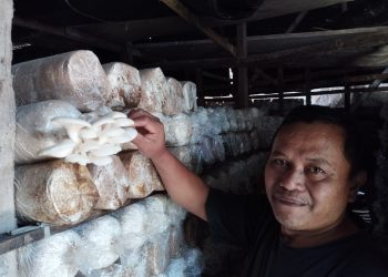 Budi daya jamur.