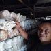 Berawal Lasmari Jualan Kayu, Kini 15 Tahun Sukses Geluti Usaha Budi Daya Jamur di Mojokerto 8 Budi daya jamur.