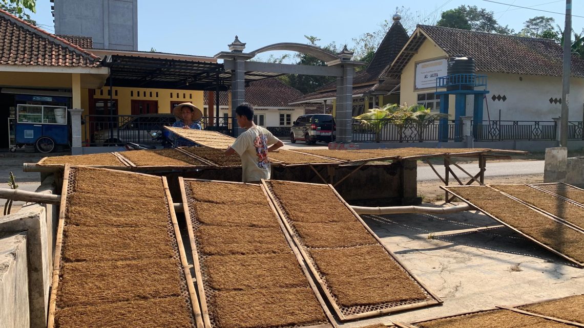Kisah di Balik Perjalanan Petani Tembakau Pasat di Jember Pertahankan Proses Tradisional dan Kemandirian 1 tembakau.