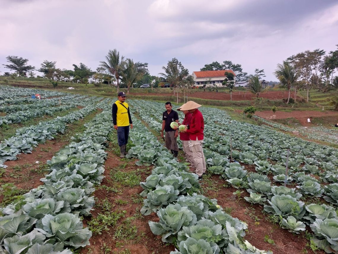 Go International! Hasil Sayur Warga Binaan Lapas Kelas I Malang Tembus Ekspor Taiwan 1 Lapas Kelas I Malang.