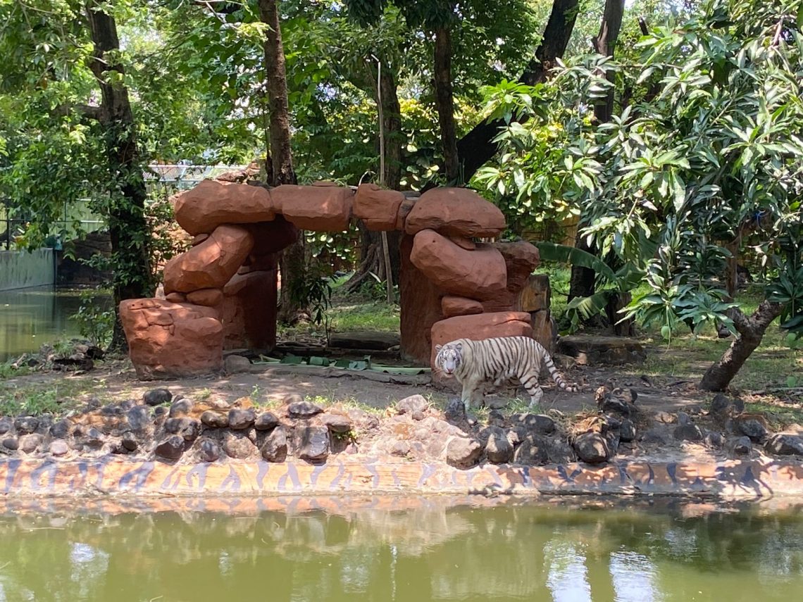 harimau benggala putih
