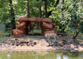 harimau benggala putih