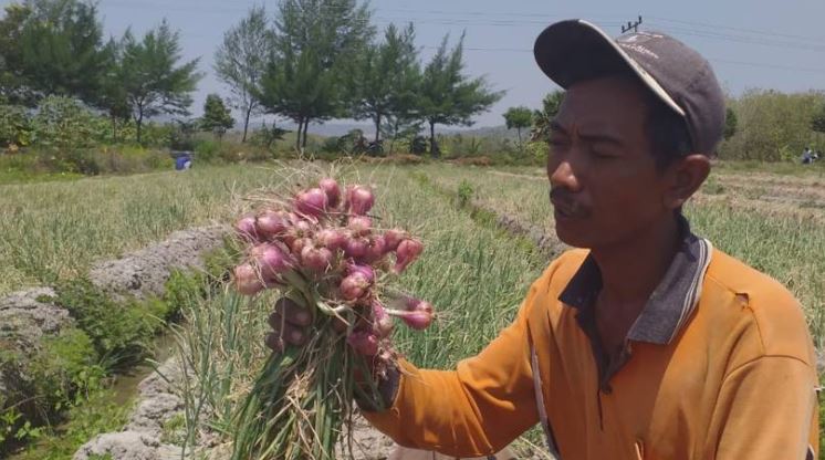 Inflasi Oktober 2024 di Mojokerto Disumbang Bawang Merah 1 Bawang Merah