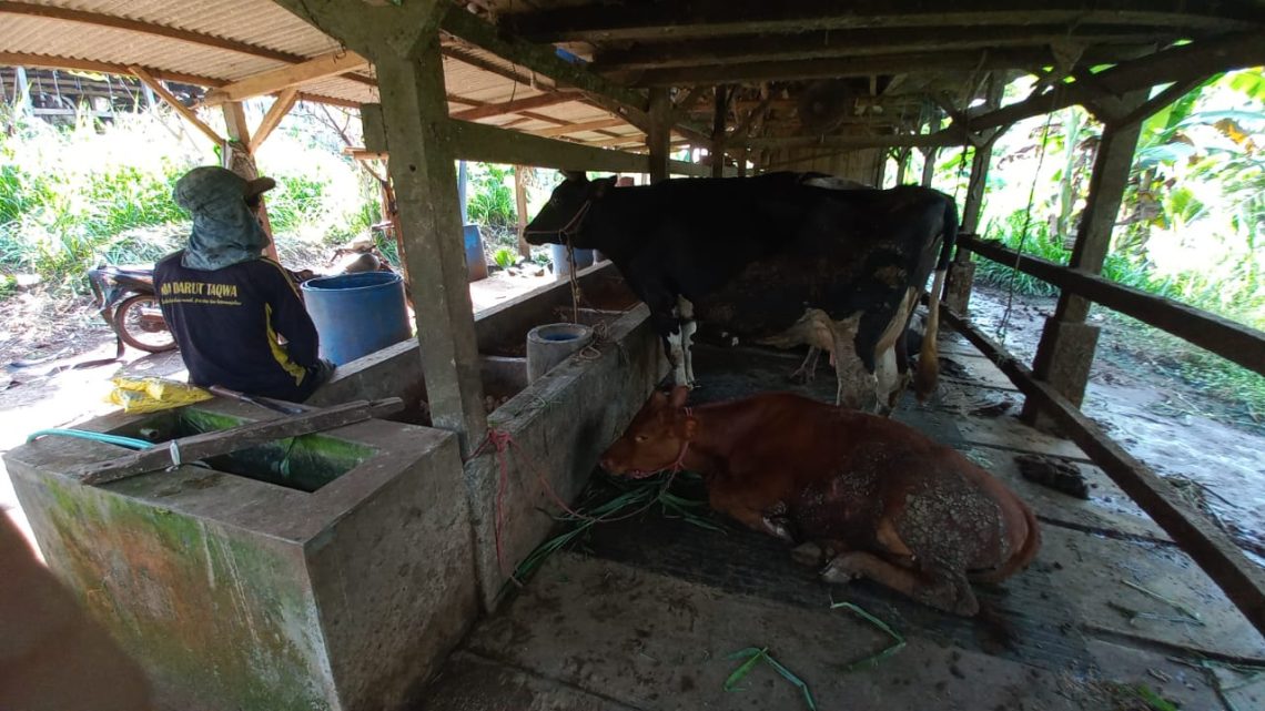 peternak sapi perah