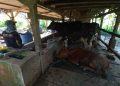peternak sapi perah