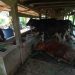 peternak sapi perah