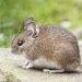 2 Warga Kota Batu Positif Terjangkit Penyakit Leptospirosis, Dinkes Imbau Jaga Kebersihan Minimkan Populasi Tikus 8 Penyakit leptospirosis.
