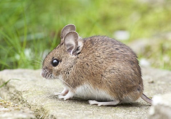 2 Warga Kota Batu Positif Terjangkit Penyakit Leptospirosis, Dinkes Imbau Jaga Kebersihan Minimkan Populasi Tikus 1 Penyakit leptospirosis.