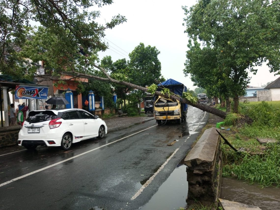 Lima Pohon Tumbang di Malang Timpa 2 Kendaraan dan Pagar Gudang Bulog 1 Pohon tumbang
