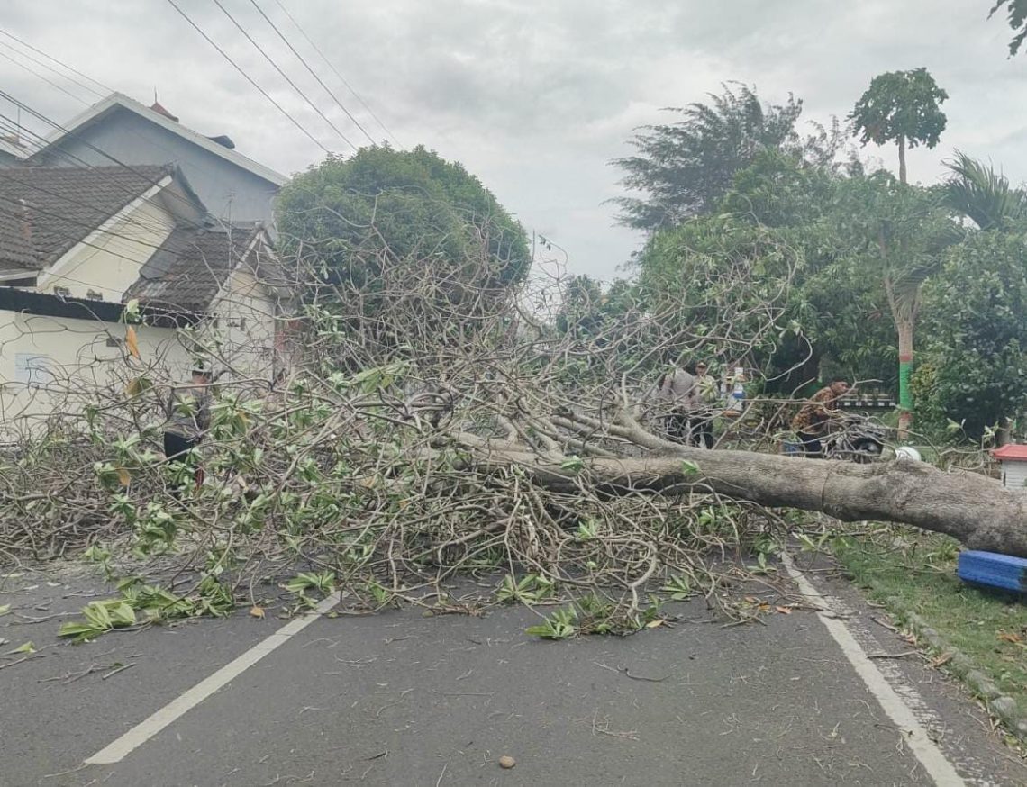 Pohon Tumbang Akibat Angin Kencang di Sejumlah Wilayah, Ini Imbauan DLH Kota Mojokerto 1 Pohon Tumbang