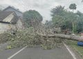 Pohon Tumbang