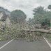 Pohon Tumbang