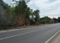 Pohon Tumbang