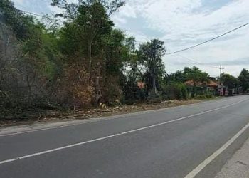 Pohon Tumbang