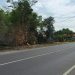 Pohon Tumbang Timpa Tiga Sepeda Motor dan Mobil di Pasuruan 8 Pohon Tumbang