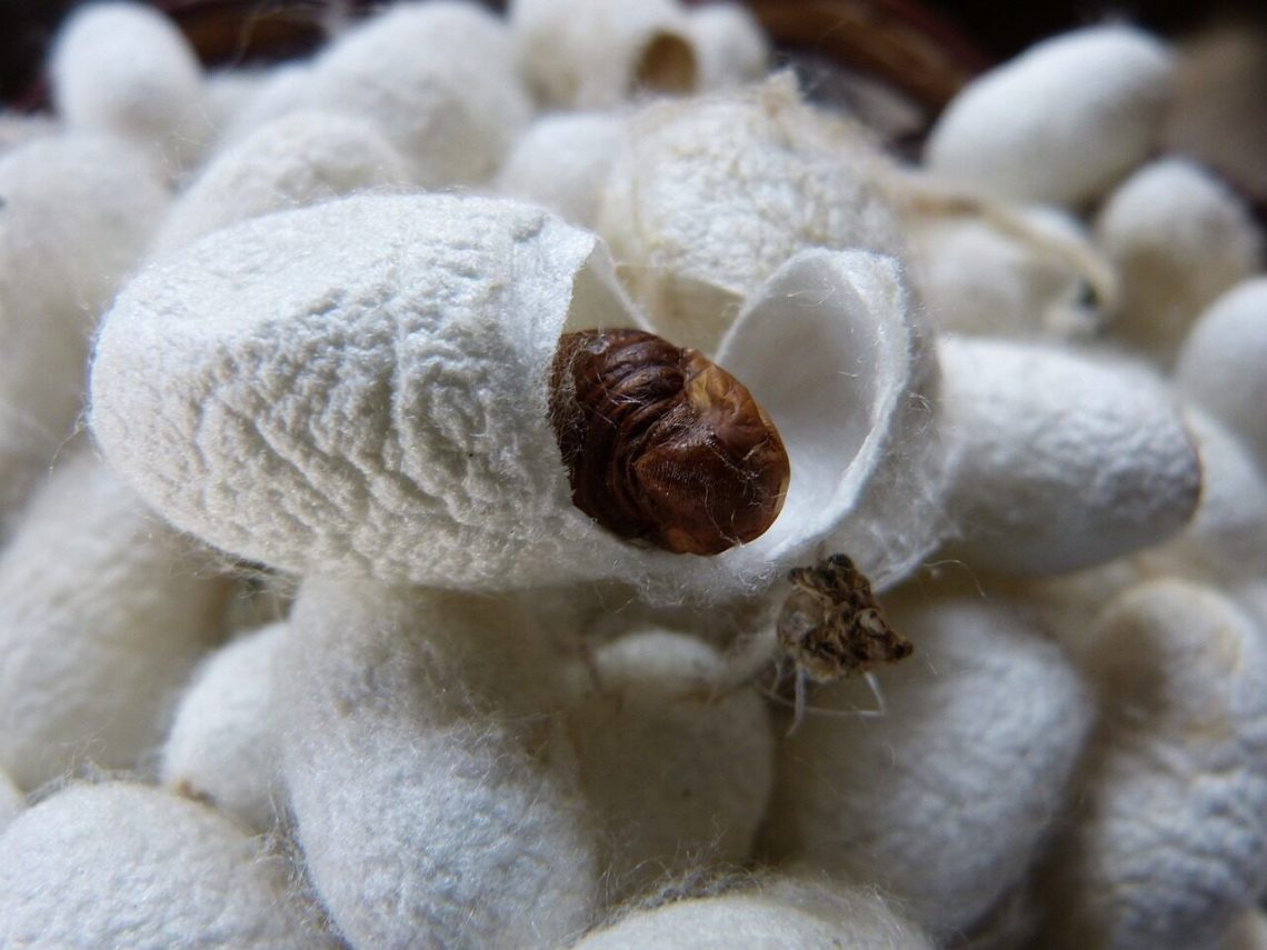 BRIN Kembangkan Teknologi Hybrid Pupa Ulat Sutra 1 Pupa Ulat Sutra
