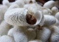 Pupa Ulat Sutra