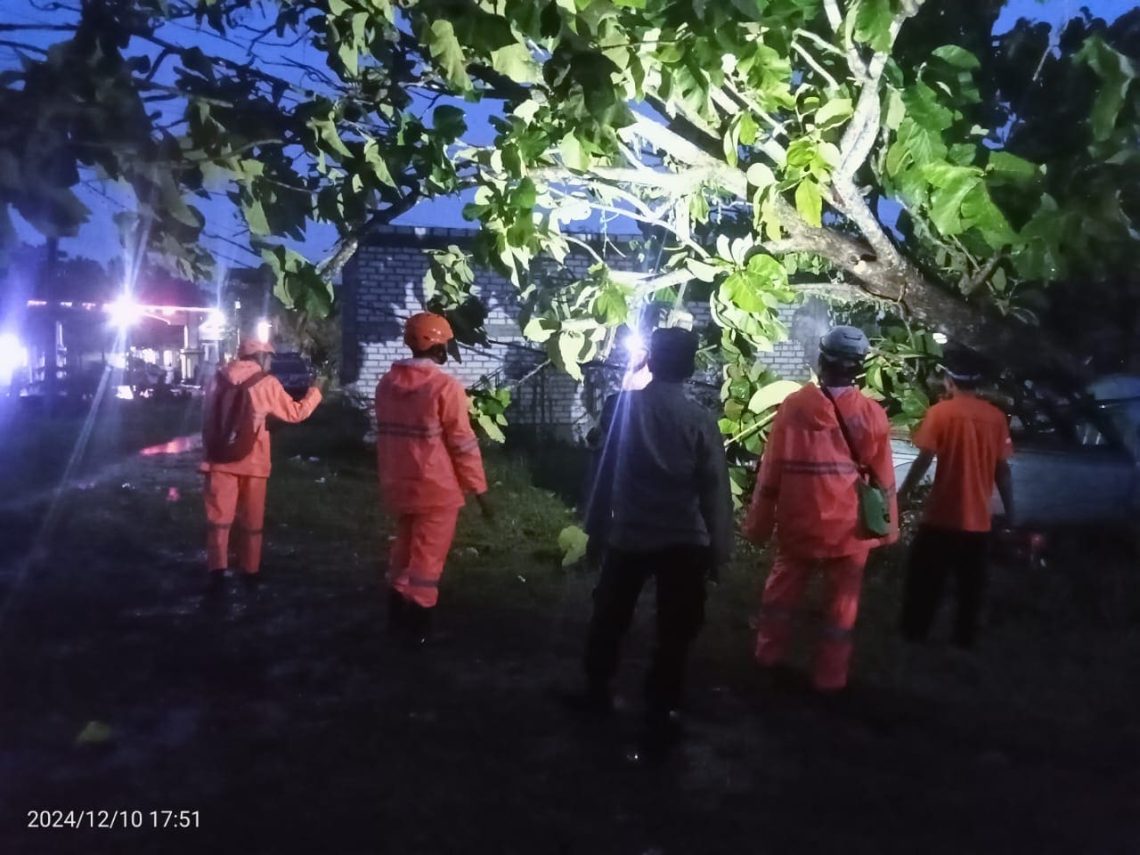 Pohon Tumbang Timpa Mobil L300 di Tuban, Pemilik Rugi hingga Rp10 Juta 1 Pohon tumbang.