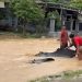 Video Viral Aspal Mengelupas Akibat Banjir Kali Kening, Pemkab Tuban Bungkam 8 Aspal mengelupas.