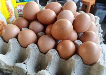 Harga telur.