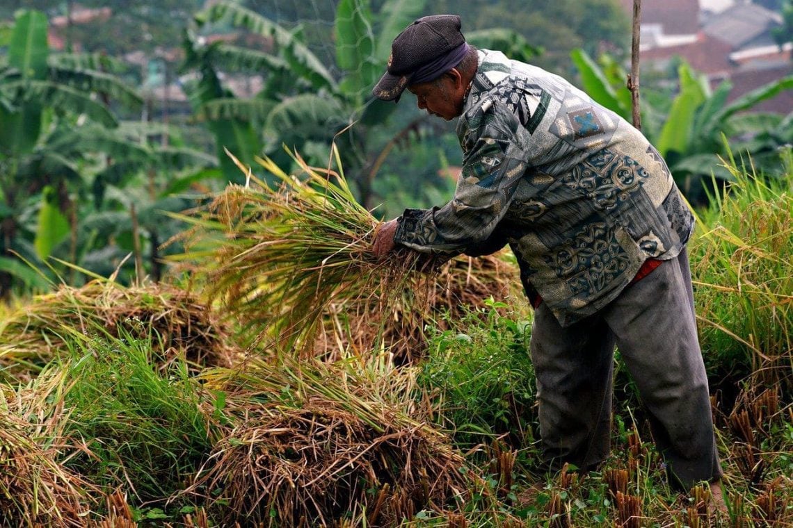 Jatim Kuasai Pasar Pangan Nasional dengan Inovasi Pertanian, Raih Penghargaan IGA 2024 1 Jatim.