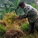 Jatim Kuasai Pasar Pangan Nasional dengan Inovasi Pertanian, Raih Penghargaan IGA 2024 8 Jatim.