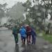 Pohon tumbang.