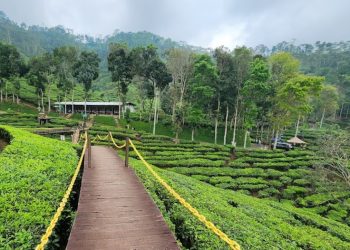 Kebun Teh Gunung Gambir