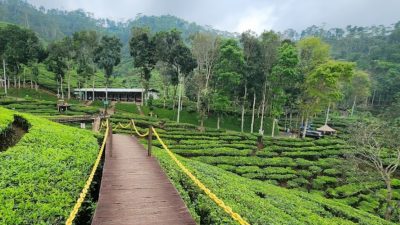 Kebun Teh Gunung Gambir