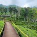 Kebun Teh Gunung Gambir