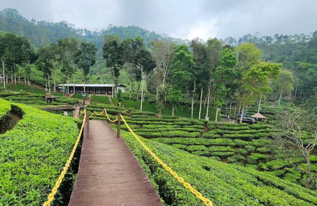 Kebun Teh Gunung Gambir