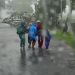 Pohon tumbang.
