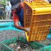 Pakai Pakan Alternatif, Heri Purnomo Peternak Lele di Jombang Raup Cuan lewat Panen 1,4 Ton Per Hari 9 Lele.