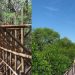 Wisata Hutan Mangrove Wonorejo: Oase Alami di Tengah Kota Surabaya Untuk Liburan Akhir Tahun 8 Wisata Hutan Mangrove Wonorejo