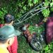 Pohon Tumbang