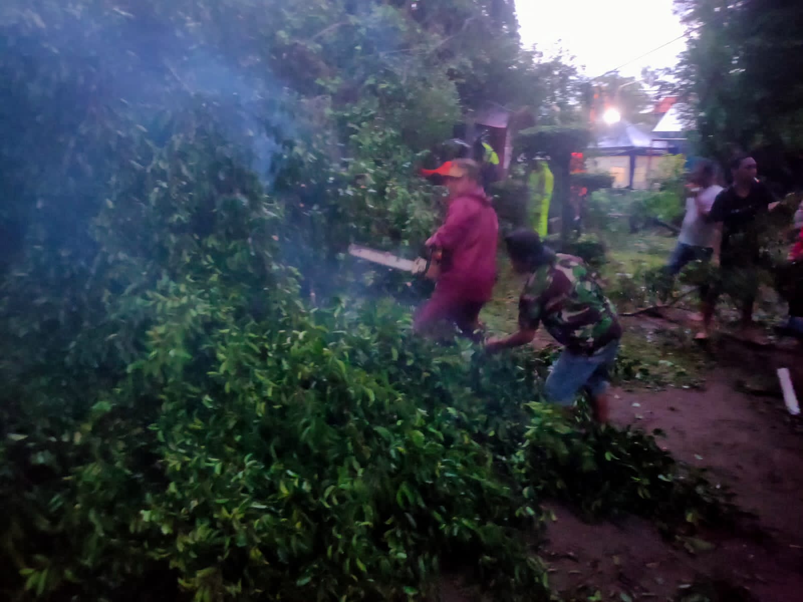 pohon mojokerto 2