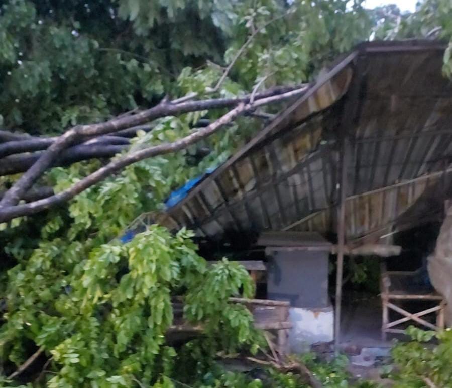 Sejumlah Pohon Tumbang Akibat Angin Kencang Sapu Tiga Wilayah di Kabupaten Mojokerto 1 pohon tumbang
