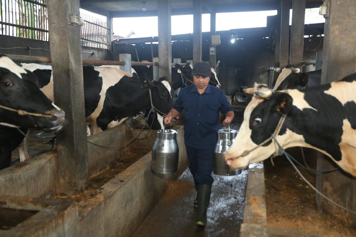 Milk Collection Center Dibangun di Malang, Punya Cooling Tank Kapasitas 10 Ton 1 MCC Pujon, Malang