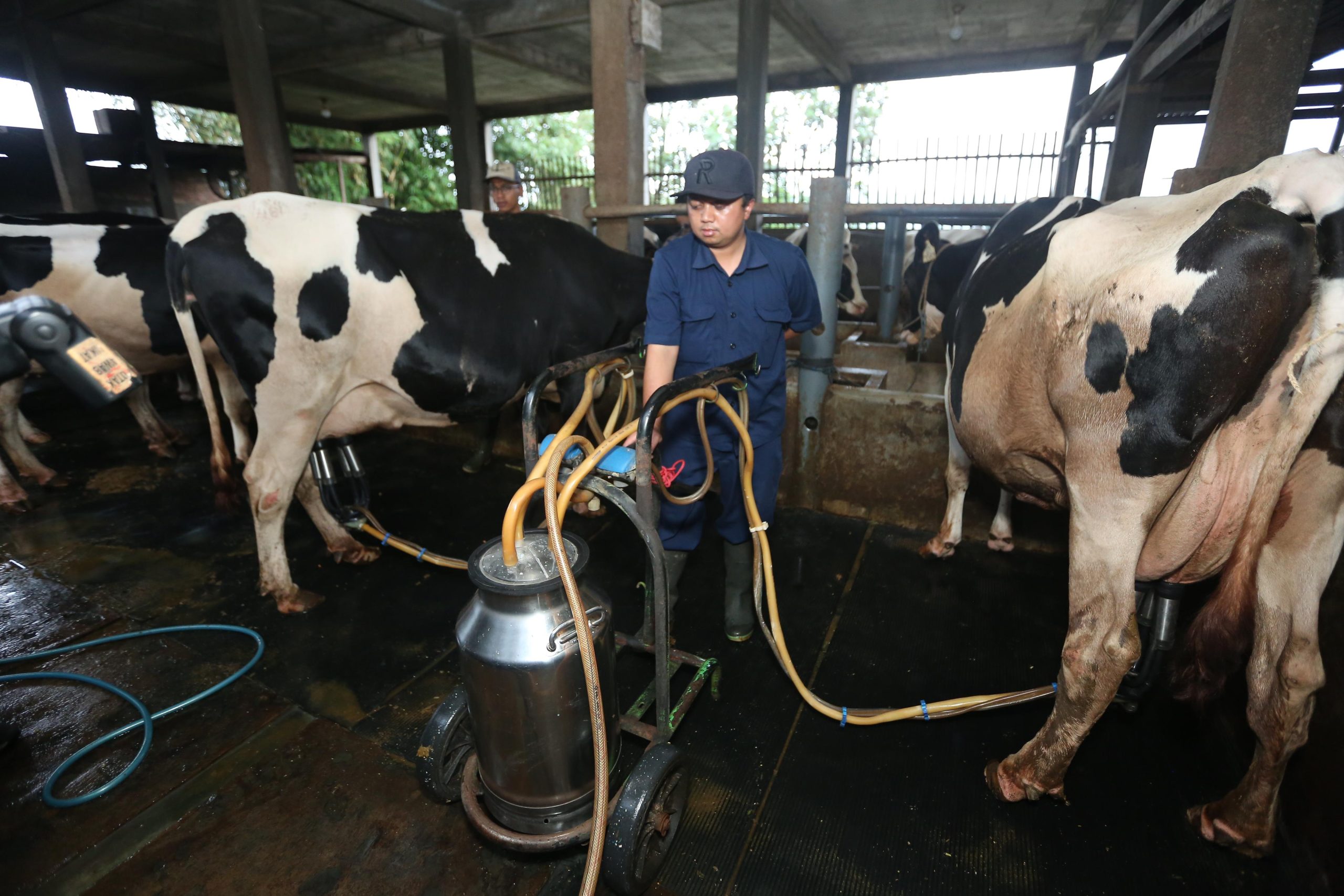 Milk Collection Center Dibangun di Malang, Punya Cooling Tank Kapasitas 10 Ton 3 sapi susu 1 scaled