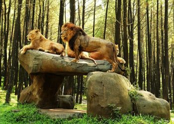 Taman Safari