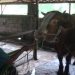 Ratusan Sapi Diserang Virus PMK, Peternak di Kabupaten Mojokerto Ketar-ketir 9 Virus PMK.