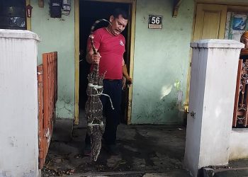 Biawak jumbo.