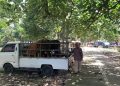 Kasus PMK di Jember Meluas, Pasar Hewan Kemisan di Kecamatan Ajung Lengang 3 Pasar Hewan Kemisan.