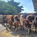 Langkah Pemkab Tuban Hadapi Wabah Penyakit Mulut dan Kuku
