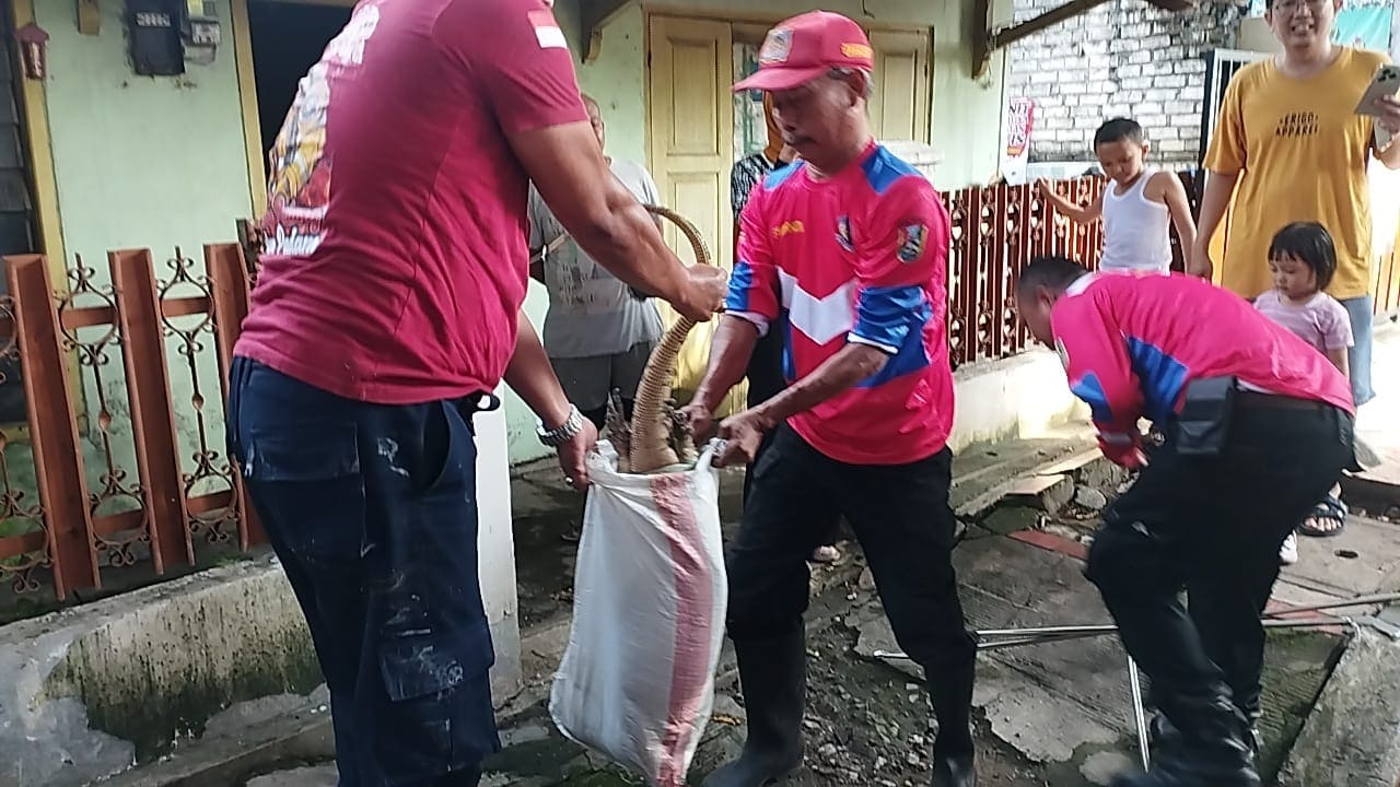 Evakuasi biawak di Tuban.