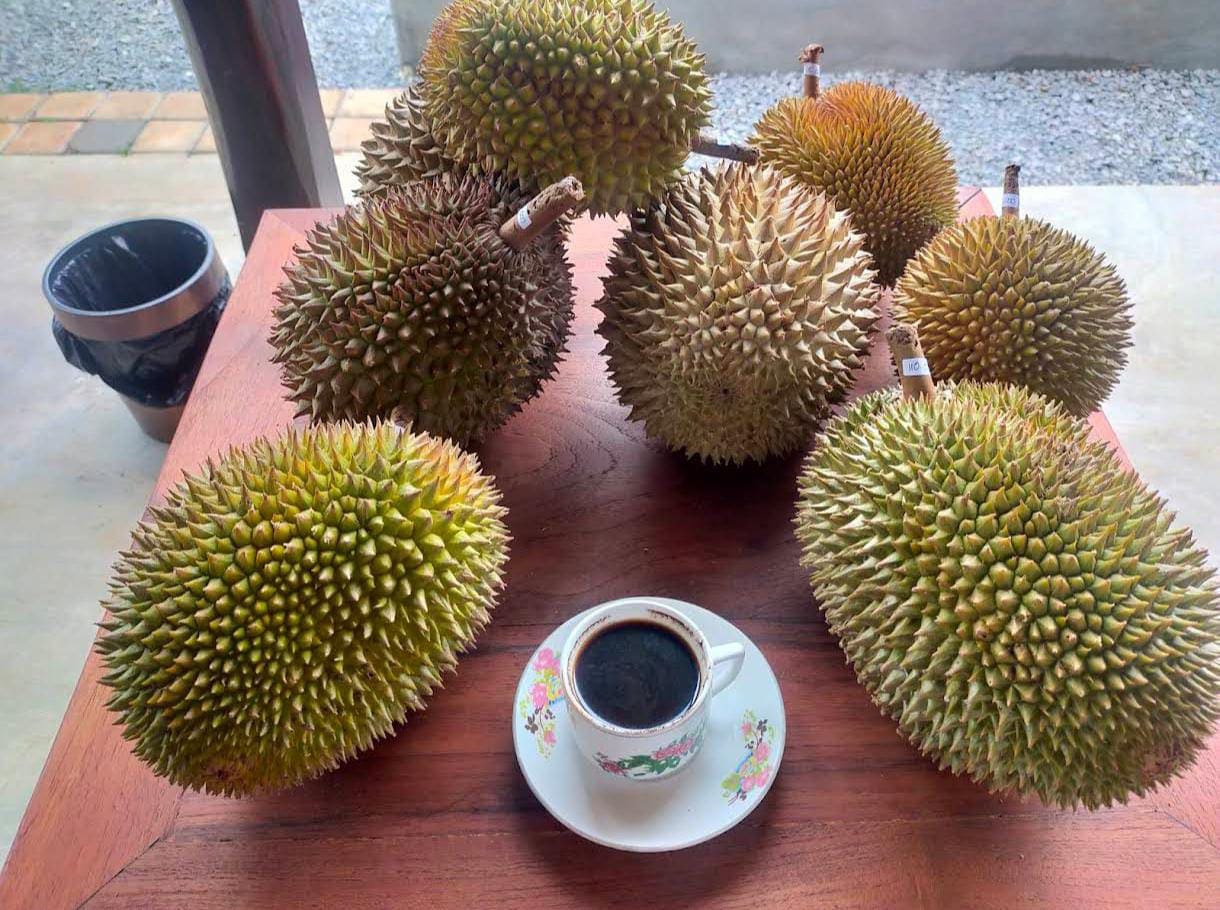 Villa de Durian "Raja Buah": Surga bagi Pencinta Durian Berkualitas di Tuban yang Segar dan Manis Legit 2 Villa de Durian Tuban.