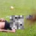 Update Perundungan Bocah SD Mabuk di Jember, Penjual Miras Ditangkap 8 Bocah Mabuk