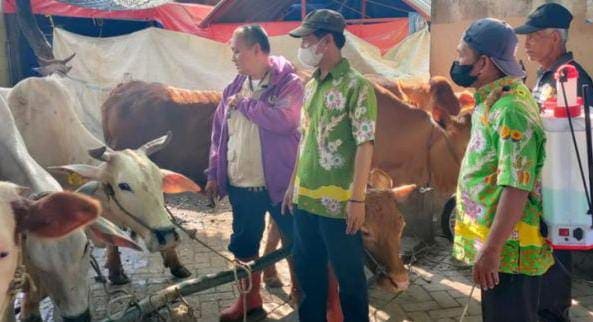 Vaksin Belum Tersedia, 103 Sapi di Pasuruan Terpapar Wabah PMK 1 Wabah PMK.