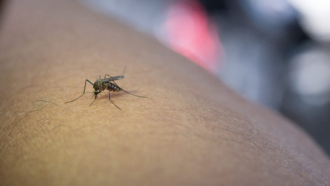 Ratusan Warga Jember Terpapar DBD dan Satu Pasien Meninggal Dunia 1 Ilustrasi nyamuk Aedes aegypti