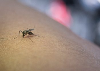 Ilustrasi nyamuk Aedes aegypti